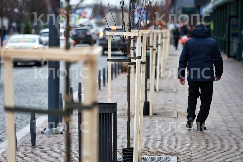 В Калининграде на Баранова высадили новые липы взамен погибших (фото) - Новости Калининграда | Фото: Александр Подгорчук / «Клопс»