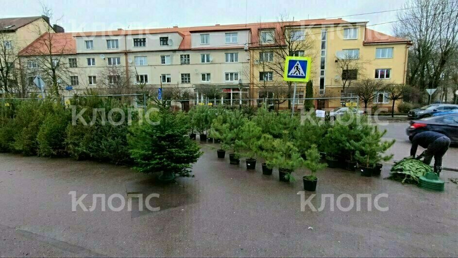 В Калининграде стали появляться ёлочные базары (фото)   - Новости Калининграда | Фото: «Клопс»