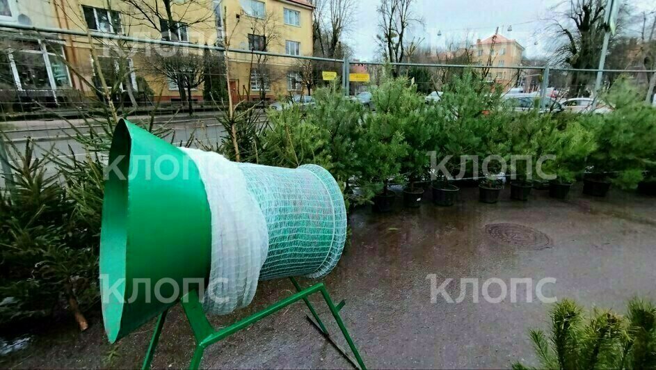 В Калининграде стали появляться ёлочные базары (фото)   - Новости Калининграда | Фото: «Клопс»