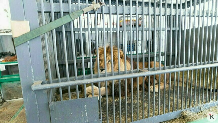 «В зоопарке атаман — к нам приехал лев Тигран»: музыкальные итоги года в Калининграде (видео)   - Новости Калининграда | Фото: Александр Подгорчук / Архив «Клопс»