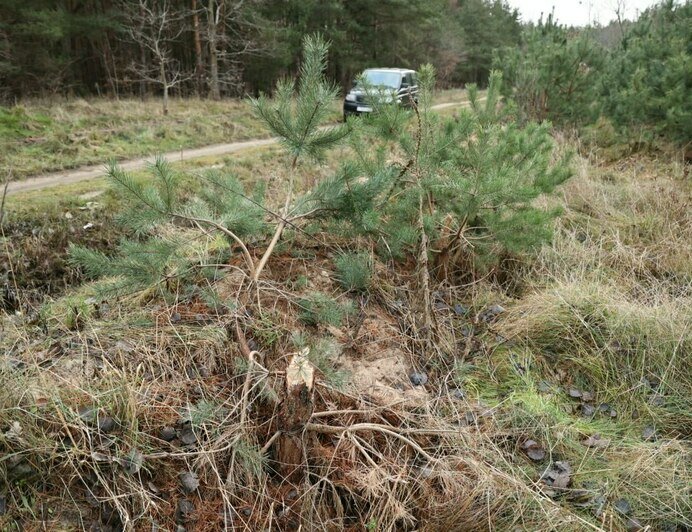 В Калининграде охотники за ёлками начали разорять городские леса - Новости Калининграда | Фото: администрация Калининграда