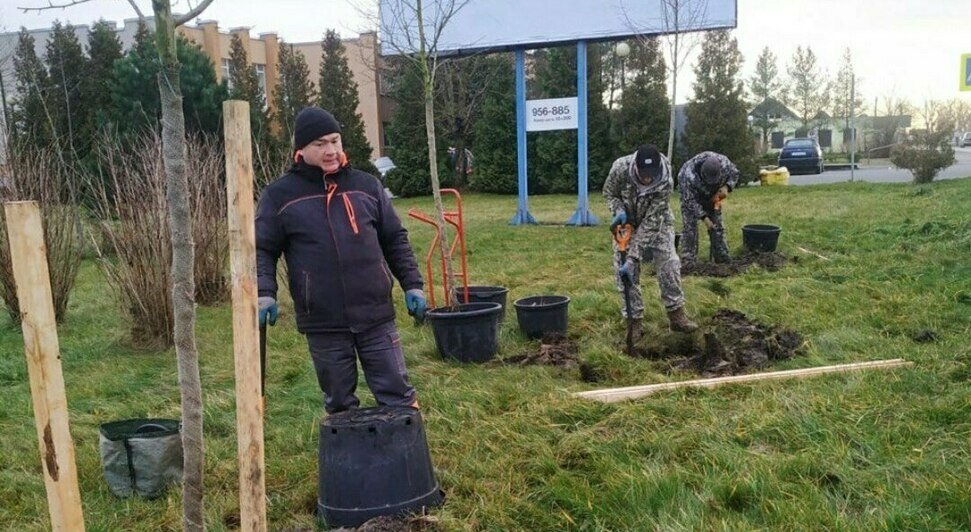 Озеленители временно отменили зиму: Зеленоградск засадили кустами сирени и гортензии (фото)  - Новости Калининграда | Фото: администрация Зеленоградского городского округа