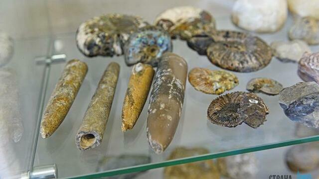 Под ногами - мамонты  и древние моллюски