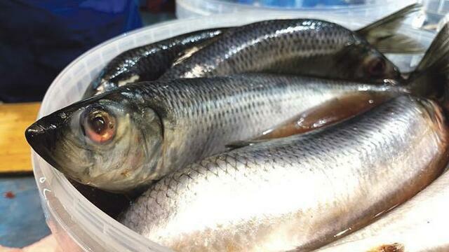 Под бой курантов «селёдка под шубой» отметила 105 лет