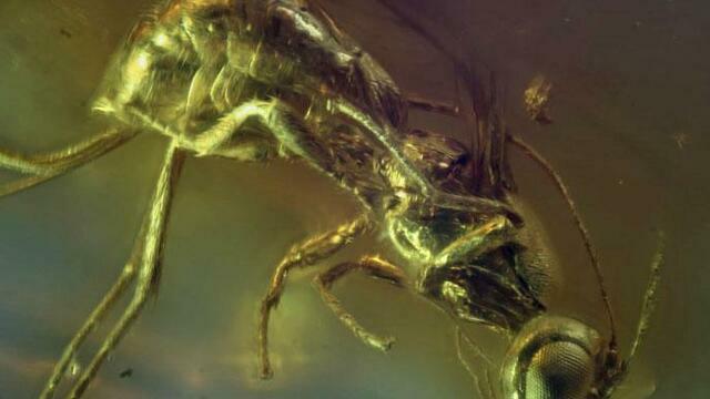 Насекомое назвали в честь Канта