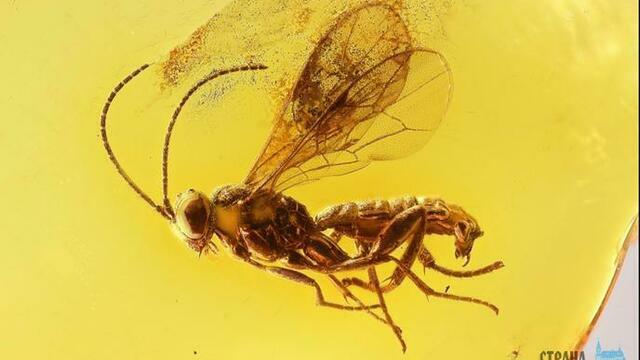 Ювелир нашел в янтаре новый вид осы. Она жила ещё в эпоху динозавров
