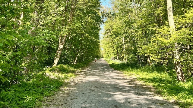 По велодорожке на Куршской косе этим летом покататься нельзя