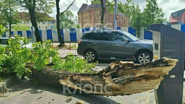 Семье калининградки, попавшей в реанимацию после падения каштана, собрали более 400 тысяч рублей на лечение девушки