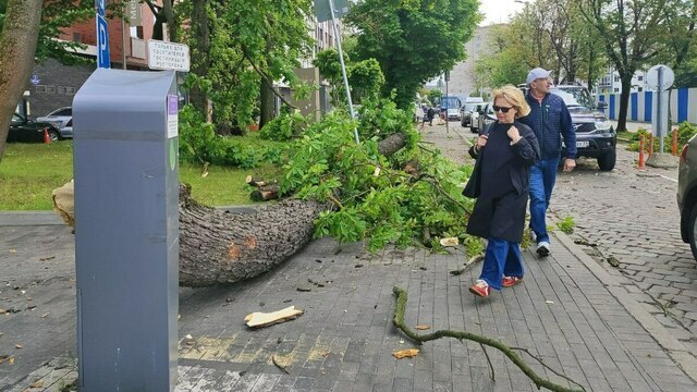 Упавший на девушку каштан усыхал: региональный Следком возбудил дело по статье «Халатность»