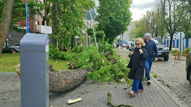 Подробности ЧП: 21-летняя калининградка, на которую упал каштан, по-прежнему в коме