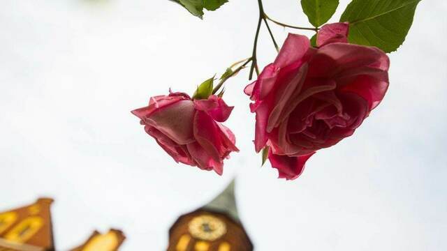 Куда звать девушку и кто платит: эксперт ответил на три популярных среди калининградцев вопроса о первых свиданиях
