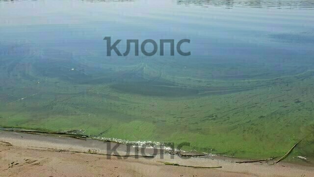 «Плохо очищенная канализация и фосфорные удобрения»: экологи рассказали, почему зацвёл Калининградский залив  
