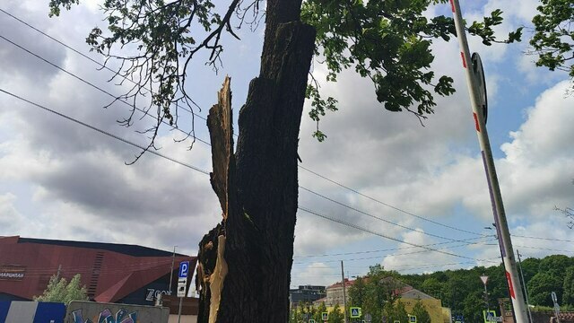 Врачи отговорили мать девушки, на которую упал каштан в Озёрном проезде, лечить дочь в Москве