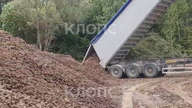 В Калининградской области сотни тонн картошки вывозят на поля (видео) 