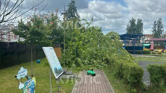 В Калининграде на территории детского сада на шестилетнего мальчика упало дерево (фото)