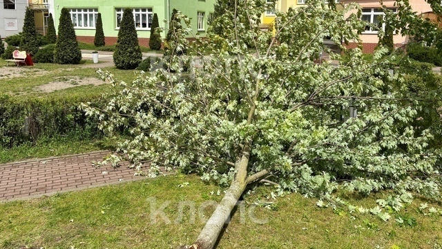 В калининградском детсаду, где на ребёнка упало дерево, работают сотрудники прокуратуры, ждут криминалиста и следователя СК (фото,)  