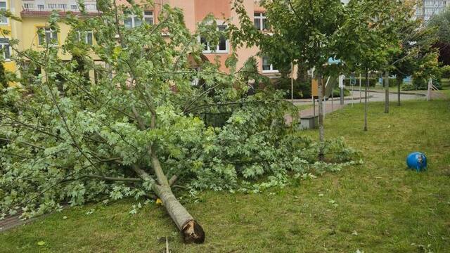 Жертвы ветра: упавшее в детском саду дерево сломало 6-летнему ребёнку плечо