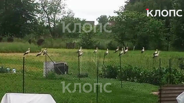 Походили в огороде и улетели: житель Славского района снял на придомовом участке больше 13 аистов
