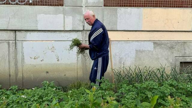 «Живём по ценам для туристов»: калининградцы начали выращивать картофель под окнами многоэтажек (видео)