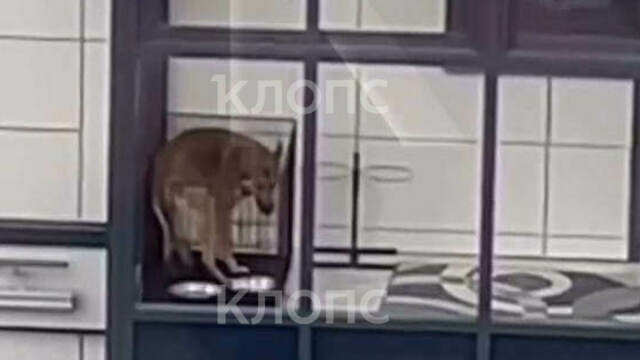 Воет и пытается перегрызть прутья: на балконе калининградской высотки хозяин держит собаку в тесной клетке (видео)  