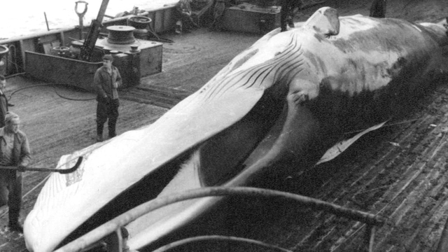 В Калининграде отметили 65-летие подъёма советского флага на китобойной флотилии