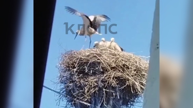 Разминка перед небом: под Зеленоградском аист учит птенцов летать (видео)