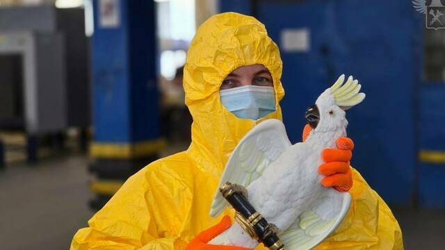 Опасный сувенир: в посылке из Германии таможенники нашли радиоактивную статуэтку попугая