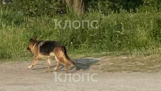 «Делаем прививки от бешенства»: на пляже у Калининградского залива бездомная собака покусала 8-летнего мальчика (фото)  
