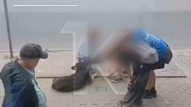 «Восхищаюсь ими!»: в Калининграде четверо школьников подкармливали бродячих собак (видео)