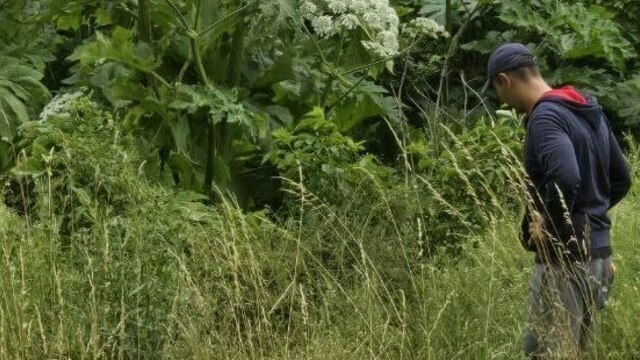 Вредит даче, вытесняя другие культуры: в Калининградской области заметили заросли опасного для человека борщевика