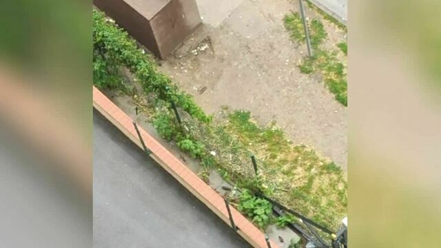 «Центр города, элитный дом и такая проблема!»: крысы продолжают пугать жителей улицы Горького в Калининграде (видео)