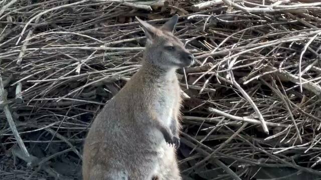 В Калининградском зоопарке показали детёнышей кенгуру (видео)