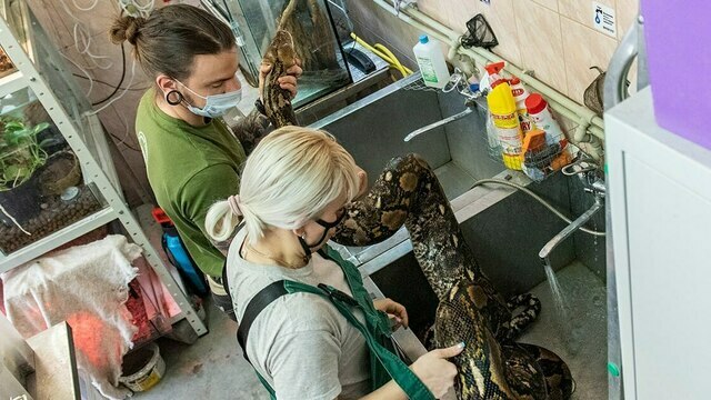 «Масштаб самоотверженности»: в Калининградском зоопарке в День змеи показали купание питона Жужи (фото)