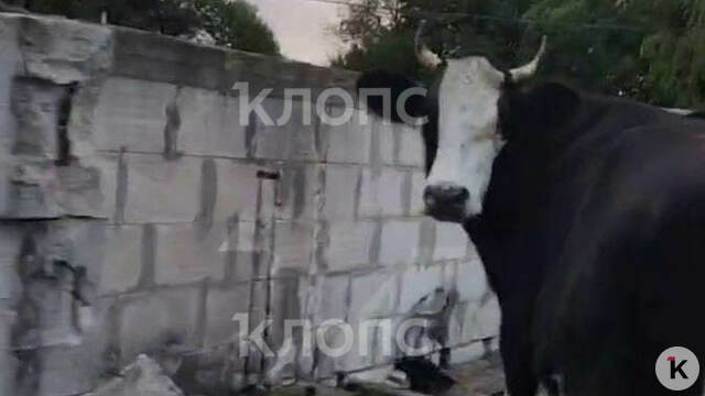 В Зеленоградском районе корова забралась на второй этаж недостроенного дома и провела там двое суток (видео)  