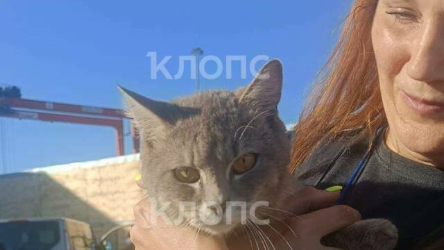 Спасённый из ящика с грузом: кот неделю провёл в пути из Ленинградской области до Балтийска без еды и воды (фото)