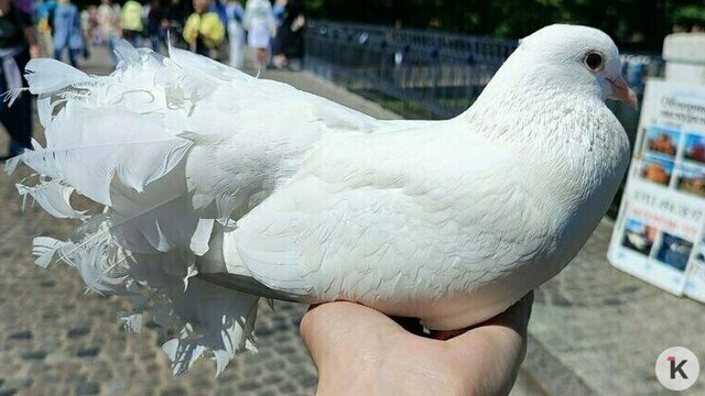 Дятлова объявила охоту на фотографов с голубями: первая точка — Рыбная деревня
