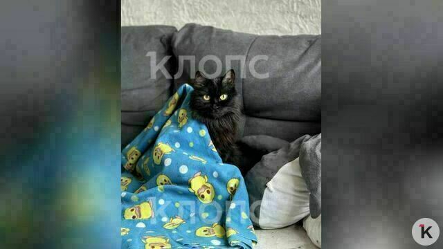 Калининградцы, чью кошку жестоко убила 14-летняя соседка, устали терпеть её выходки и готовы сменить жильё (видео)  