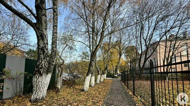 Побелка деревьев в Калининграде: не указ мэрии, а живая традиция из советского прошлого