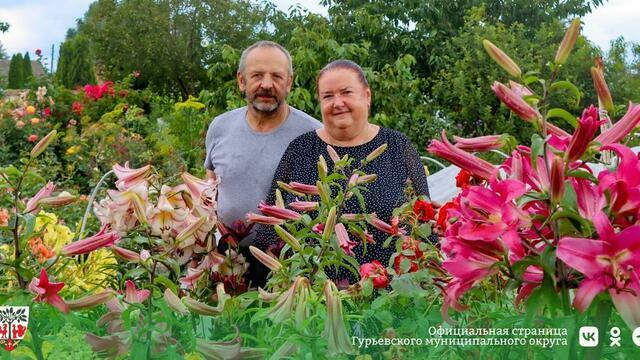 Семья из Ушаково вырастила в своём саду более трёхсот кустов роз (фото)