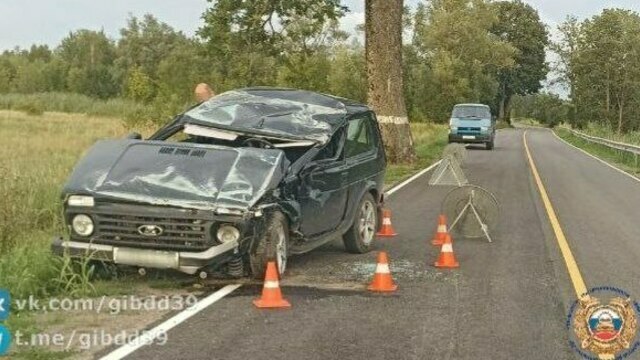 Под Славском водитель «Нивы» уворачивался от косули, но врезался в дерево и попал в больницу