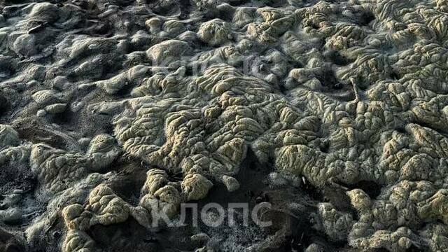 В Пионерском река Чистая, которая впадает в море, совсем не оправдала своё название (фото)
