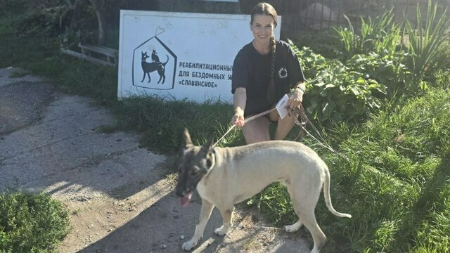 Привязали к столбу и ушли. История с брошенным псом закончилась счастливо, но так бывает не всегда  (видео)