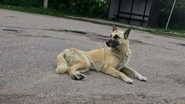 «Она добрая, не делайте ей больно»: пара на внедорожнике подбросила в приют под Калининградом собаку с запиской (видео)