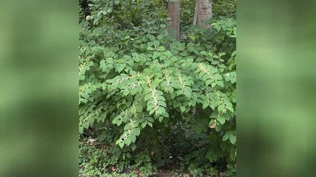 Живучий сорняк намертво вцепился корнями в землю, погубив картошку в огородах калининградцев (фото)
