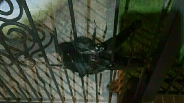 Хотел перепрыгнуть, но напоролся на штырь: в Калининграде спасатели вызволили кота, повисшего на острие забора (фото) 