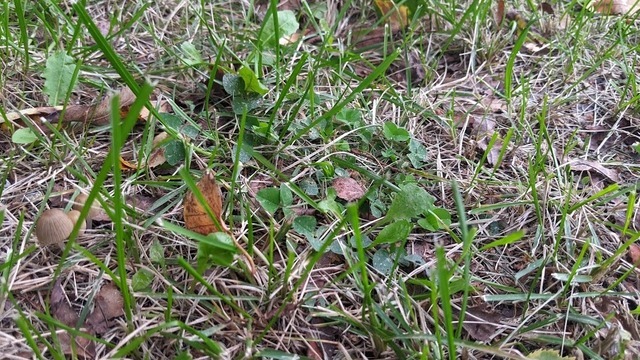 Калининградские газоны поливают в скверах, когда пересохнут — мэрия 