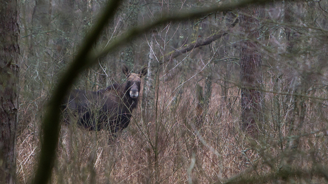 «Водитель в шоке, лобовое стекло выбито»: под Калининградом легковушка сбила выбежавшего на дорогу лося 