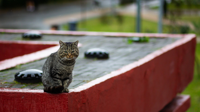 Для котиков и не только: в воскресенье в Калининграде пройдёт благотворительный фестиваль в помощь бездомным животным