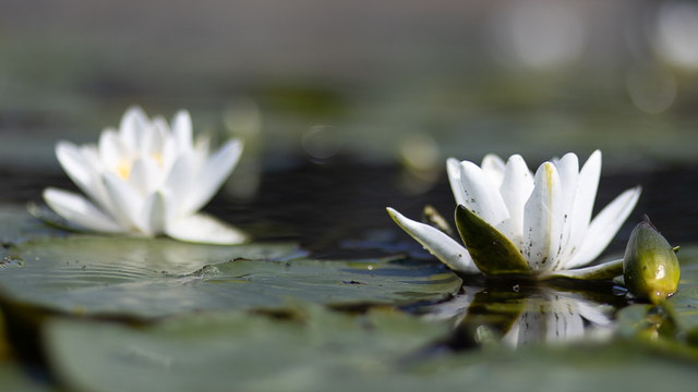 «За чистую Балтику»: 3 способа сделать доброе дело, поучаствовав в ежегодной экологической акции