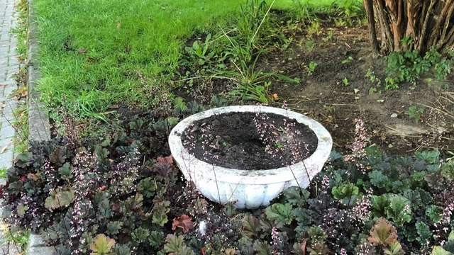 «Хризантемная мафия» решила добить клумбы в Центральном парке, несмотря на пристальное внимание властей